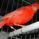 카나리아 이미지