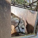 송마목장 이미지