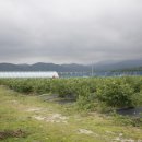 김경래 농장 | [농업마케팅,농민마케팅] 강릉 농가의 컨설팅 후기입니다