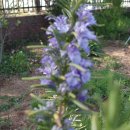 로즈마리 이미지