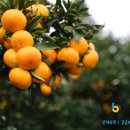 은빌레펜션 이미지