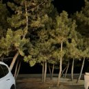 팔도강산식당 | 강릉 경포대 맛집 모듬회 오션뷰 라이브 공연 애견동반 가능한 횟집 팔도강산 후기