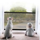 아기애견 - 은평구 응암로 296 | 아기애견