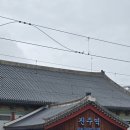 진한삼계탕