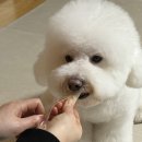 퍼피팸퍼 이미지