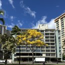 퀸스애비뉴 | [하와이 7박 8일 여행] 한적하게 둘러보는 마지막 날 - 7일차