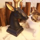 도그마루 강아지 고양이 천안아산점 이미지