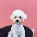 올웨이즈 반려견 미용실 이미지