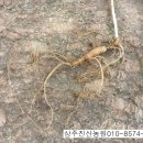 진산농장3 이미지