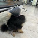 조규만외과동물병원 이미지