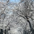 지에스25소양벚꽃로점 이미지