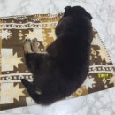 달곰달곰 이미지