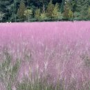 강상체육공원 위 산책로 | 합천 신소양체육공원 핑크뮬리 축제 실시간