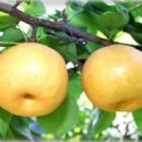 화산농장2 네이버블로그
