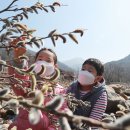 버들강아지 이미지