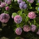 율하천L 이미지