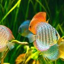 해운대물고기 이미지