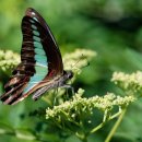 꿈꾸는 나비 이미지