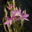 연홍농장 이미지