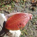 좋은친구 | 다이소 김 모양내기 펀치 애니멀 / 사이좋은친구 I 낙엽 꾸미기 , 나뭇잎 꾸미기 사용후기