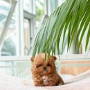 슈슈퍼피 이미지