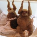 나무늘보 이미지