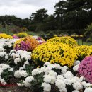 벽초지수목원/국화축제 이미지