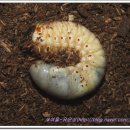 송악사슴농장 이미지