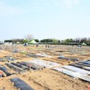 금촌농장 이미지