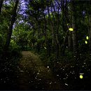 반딧불이 이미지