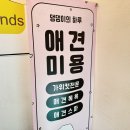 댕댕이의 하루 | 중형견 강아지 탄산스파 댕댕이의 하루
