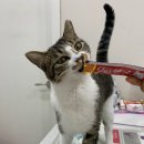 잠실준25시 동물병원 이미지