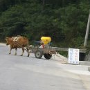 워낭소리 이미지