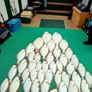 호수낚시 - 화천군 상승로 28-1 | 영흥도배낚시로 즐긴 인천광어다운샷낚시 (아이리스호) 출조후기 (내돈내산)