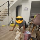 엘페로2 이미지