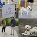 갈매유치원 | 구리애견유치원 문제행동교정 산책교육 그룹수업후기 :: 라이프오브라일리