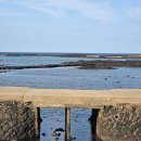 제주 토끼섬 문주란자생지 | 10월 제주도 가볼만한곳 제주 하도리 토끼섬 문주란 자생지