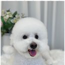 선사애견 이미지