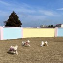 호야별 애견유치원 이미지