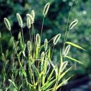 강아지풀 이미지