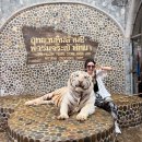 호랑이농장 | 태국 파타야여행 백만년바위공원과 악어농장 악어쇼관람 동물원 호랑이와 인생샷 꿀잼후기