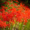 꽃무릇공원 이미지