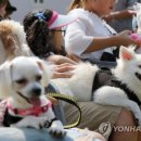 올바른 반려견 보호자 교육 이미지