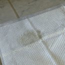 베리하우스 | 베리하우스말티즈전문견사대구말티즈분양후기예쁜말티즈예삐소식~♡