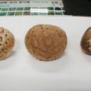 김환태농장 이미지