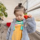 원주농장 | 원주 아이랑 갈만한곳 오빠 딸기농장 체험 가격 실내 놀이터