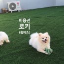 쁘띠숑 이미지