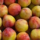 도훈농장 이미지