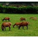 호산나목장 이미지