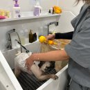 멍뭉이네 살롱 이미지